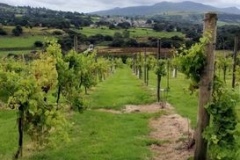 Welsh-wine-week-1